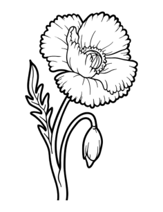 Flower Botanical Poppy Coloring Pages Pdf, Free Vectors File